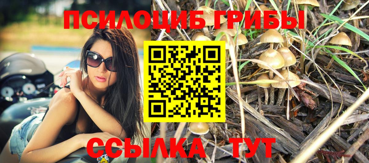Псилоцибиновые грибы Psilocybe Губкинский